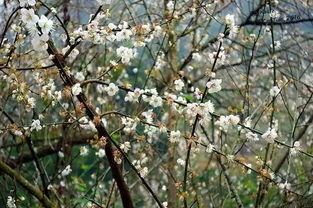 梅花的爱阳光与阴凉