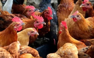 鸡饲料中添加油脂的最佳比例是多少？肉鸡饲料为何要添加油脂？添加油脂时应注意哪些事项？