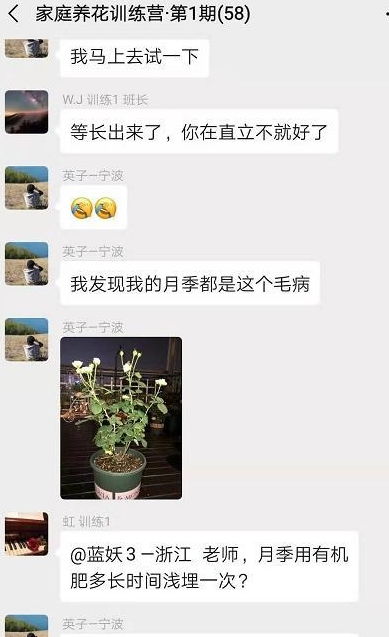 月季修剪方法错误案例分析中，有哪些常见的修剪错误导致月季生长不良