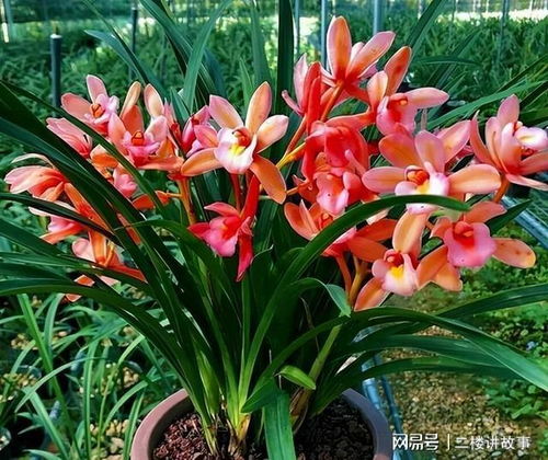 它们究竟是不是同一种植物？