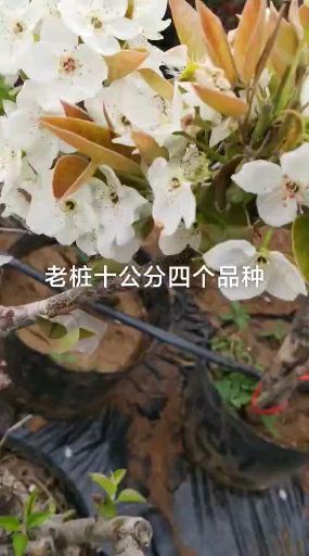 扦插梨树，如何判断成活