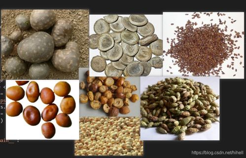 中药的困境：一场历史的反思