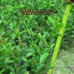 福建大哥的惨痛教训