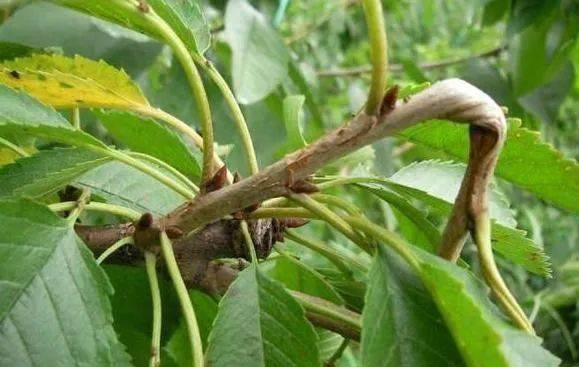 燕子掌修剪技巧