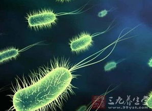 孔雀养殖霍乱是由细菌感染引起的，主要影响孔雀消化系统