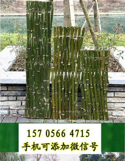 爬山虎， 耐阴又耐寒，覆盖整个围栏