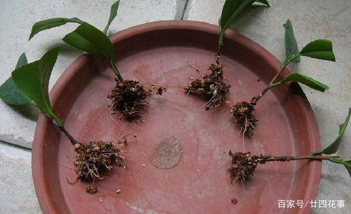 如何养殖圆锥石头花：简单步骤与关键注意事项