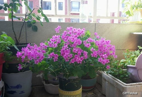 校园绿化选花指南