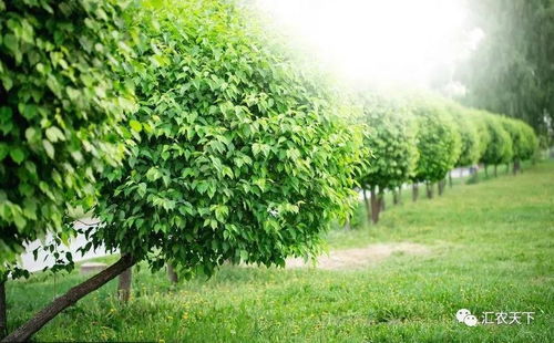 苗木市场信息搜集困难，人才驿站发挥中介作用