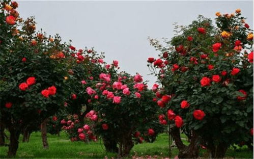 南阳树状月季：春日里的绿色使者