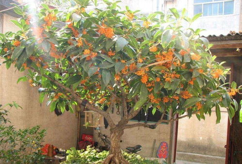 双院西南种什么树风水好？桂花树寓意吉祥吗