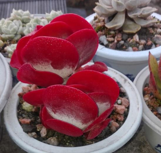 唐印变红的奥秘大揭秘！