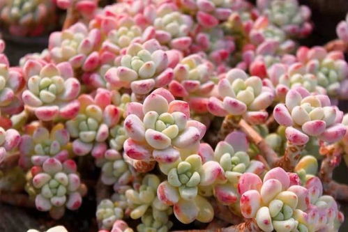 劳尔多肉种植技巧+养护要点，香氛花卉必备！