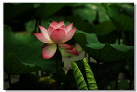 初夏：荷花的成长期