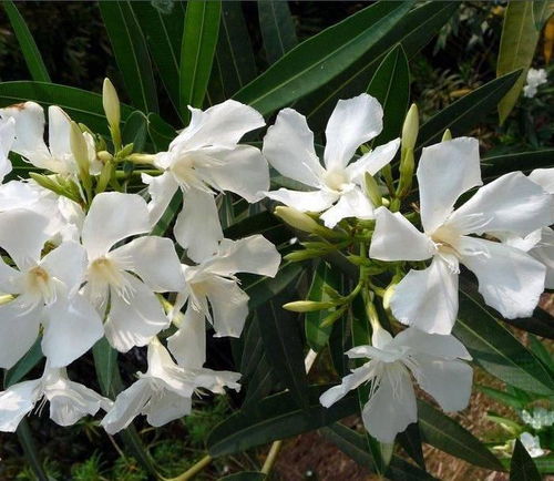 白花金钮扣：珍贵药用植物