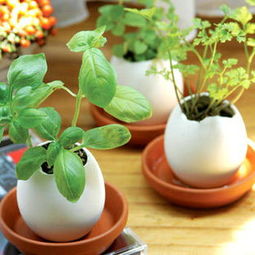 鸡蛋盒子种花？如何巧妙利用空间