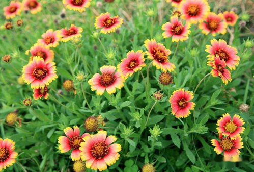 天人菊：大自然的杰作