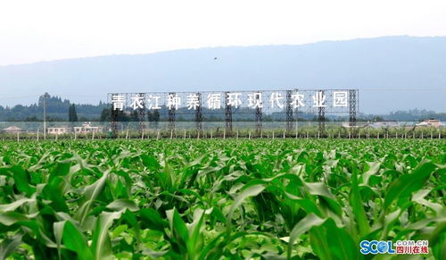 “高粱：绿色粮仓
