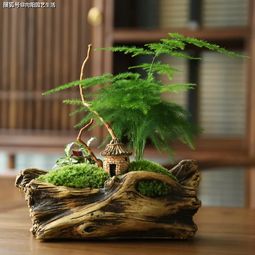 冬天给文竹施肥，用什么肥料好