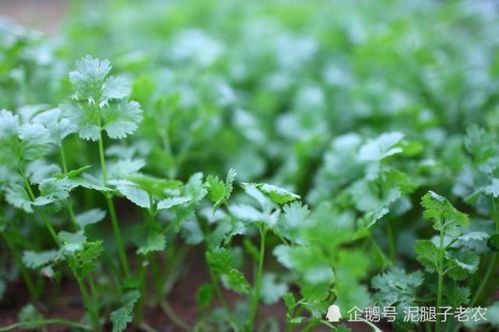 芫荽和香菜，哪个是香菜的学名