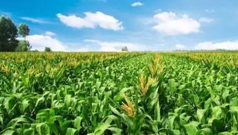 农户实测新方案