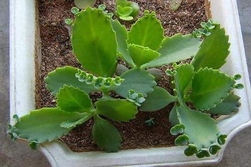 忙碌生活， 选择耐旱植物