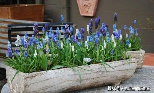 土壤干燥处理，保持球茎植物耐旱