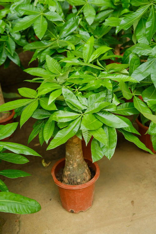 换盆周期，要记牢