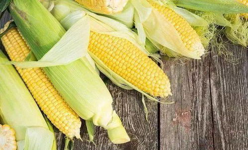 玉米成熟后是直接按籽粒卖划算还是将连杆作为青饲料出售更盈利？