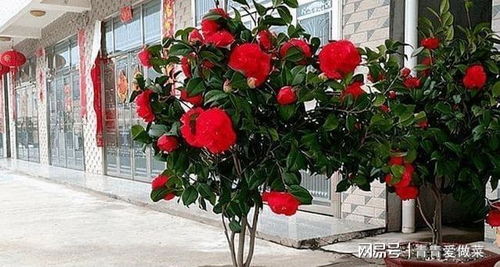 耐寒耐热的花中勇士