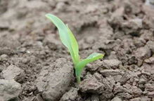 玉米封闭药使用， 玉米地里的秘密武器