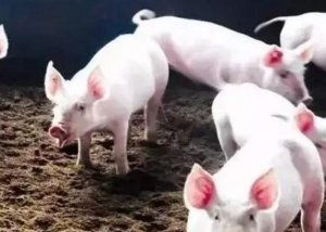 仔猪胃溃疡是导致僵猪的元凶，预防治疗指南有哪些？