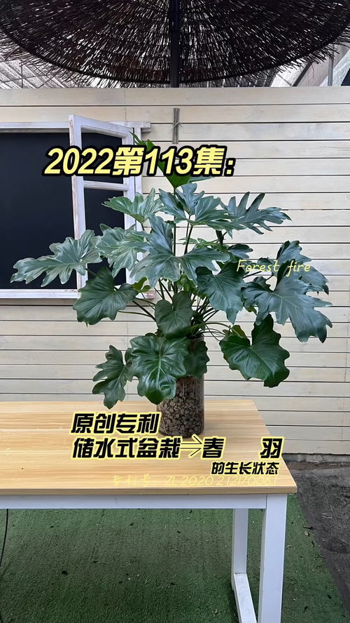 盆栽春羽为何生长缓慢？