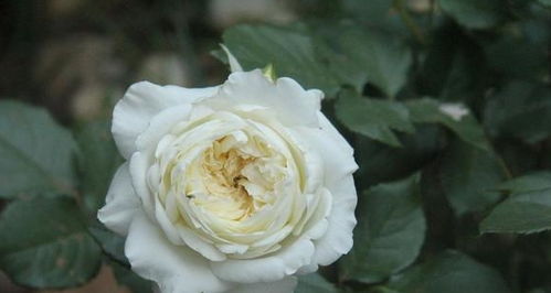 斑马耐心月季的来历与特点