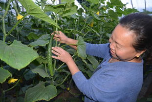 花卉白粉病防治之——加强栽培管理