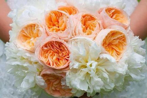 梗多变色月季品种