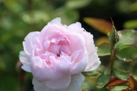 双子座阳台， 小巧可爱