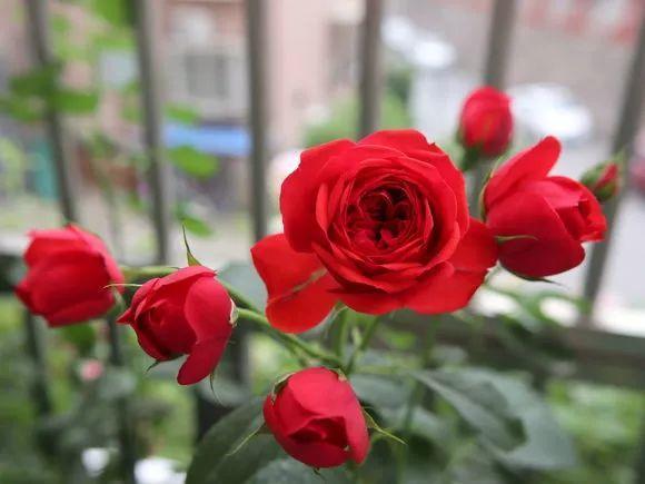 红苹果月季：艳丽绽放，四季开花