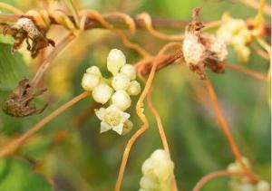 菟丝花双：缠绵谁家院