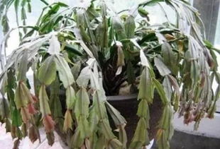 刺梅花叶子为什么会突然大量脱落？是土壤、水分、光照还是病虫害等原因导致的