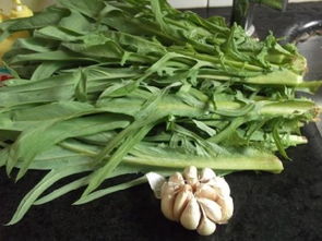 种植甜麦菜的小技巧