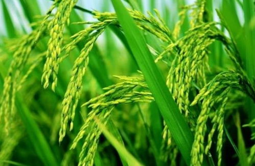 稻瘟灵百菌清复配， 农民的好帮手