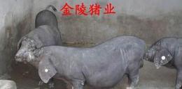 太湖母猪市场价格波动大，如何挑选优质品种成难题