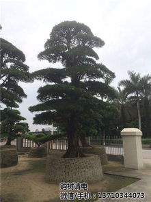 土壤选择彳艮重要