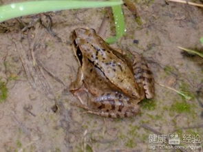 林蛙油采收技术，指从林蛙体内提取富含胶原蛋白的油腺