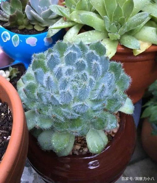 亚龙湾国际玫瑰谷的参观小贴士