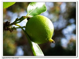 柠檬树病虫害防治小记