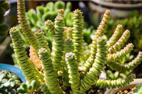 光照条件：阳光充足， 忌讳直射