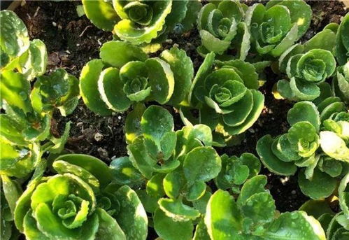 碧玉花的水分需求：浇水的奥秘