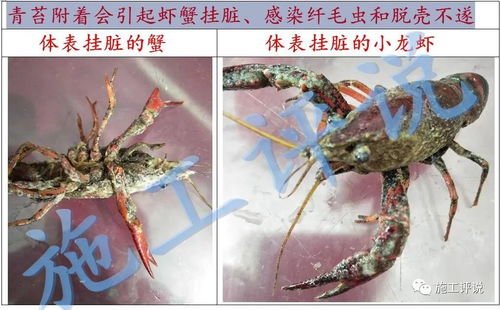 青苔泛滥对虾塘养殖：小龙虾养殖的隐形杀手？